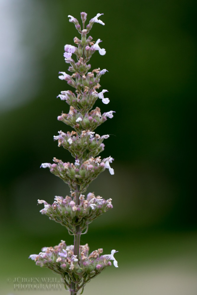 Nepeta nuda Panonische Katzenminze-2.jpg