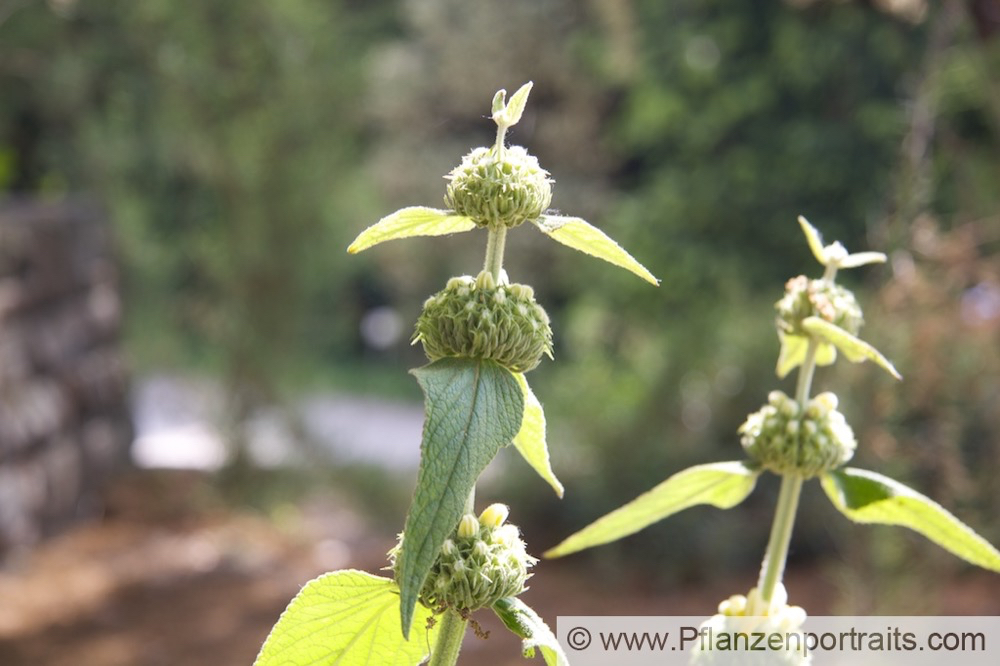 Phlomis russeliana Brandkraut Jerusalem Sage.jpg