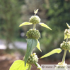 Phlomis russeliana Brandkraut Jerusalem Sage.jpg