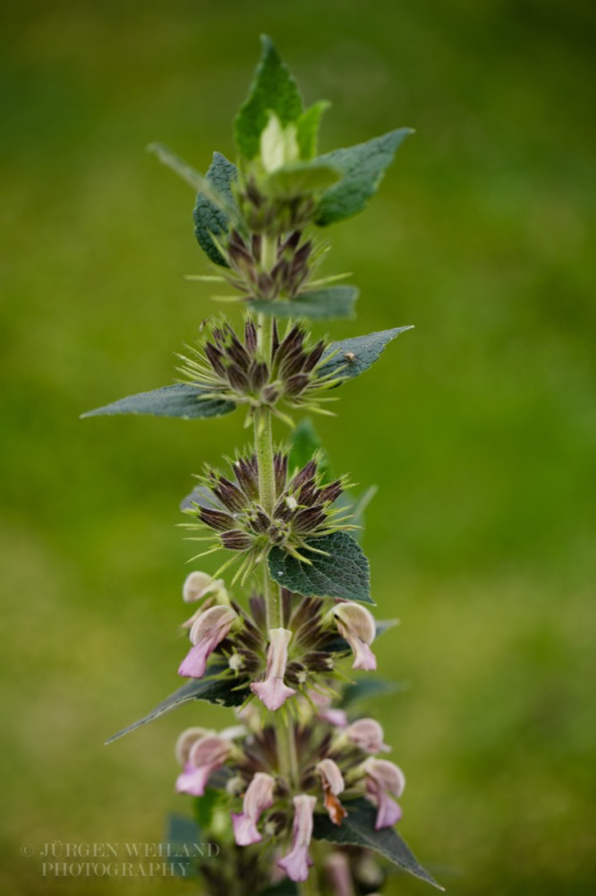 Phlomis samia Samos Brandkraut 2.jpg