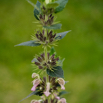 Phlomis samia Samos Brandkraut 2.jpg