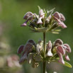 Phlomis samia Samos Brandkraut.jpg