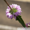 Phlomis tuberosa Knolliges Brandkraut.jpg