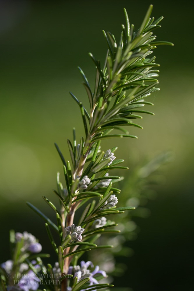 Rosmarinarus officinalis Kranzenkraut Rosemary.jpg