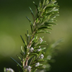 Rosmarinarus officinalis Kranzenkraut Rosemary.jpg