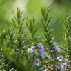 Rosmarinus officinalis Rosmarin Rosemary.jpg