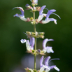 Salvia forskaohlei L.jpg