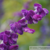 Salvia leucantha Strauchiger Salbei Mexican Bush Sage 2.jpg