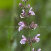 Salvia officinalis Echter Salbei Common Sage 2.jpg