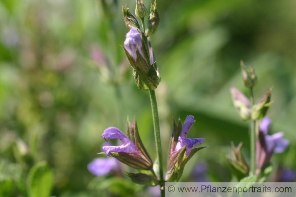 Salvia officinalis Echter Salbei Common Sage.jpg