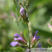 Salvia officinalis Echter Salbei Common Sage.jpg