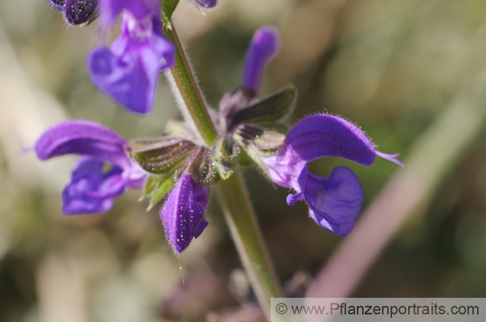 Salvia pratensis Wiesensalbei Meadow Clary 2.jpg