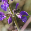 Salvia pratensis Wiesensalbei Meadow Clary 2.jpg