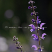 Salvia pratensis Wiesensalbei Meadow Clary 3.jpg