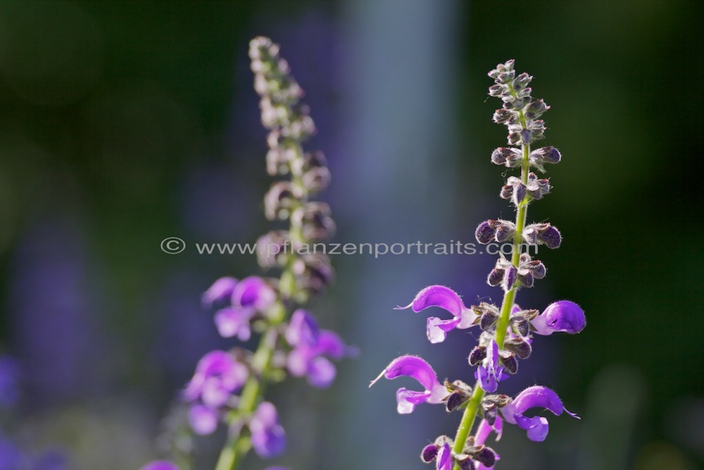 Salvia pratensis Wiesensalbei Meadow Clary 4.jpg