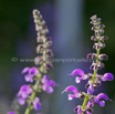 Salvia pratensis Wiesensalbei Meadow Clary 4.jpg