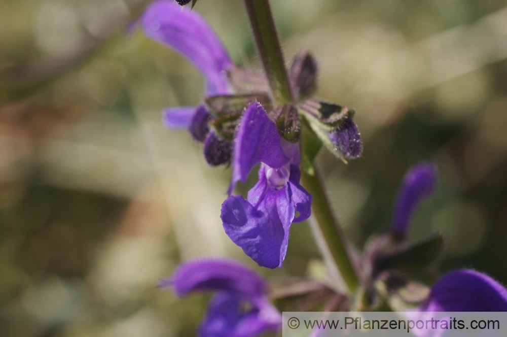 Salvia pratensis Wiesensalbei Meadow Clary.jpg