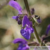 Salvia pratensis Wiesensalbei Meadow Clary.jpg
