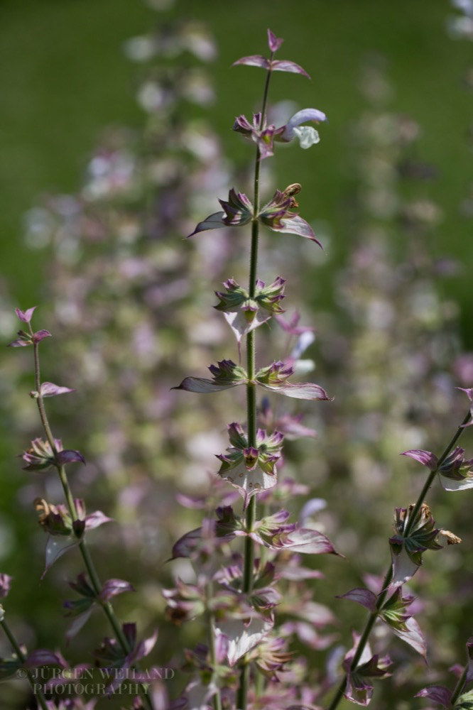 Salvia sclarea Muskateller-Salbei Clary 2.jpg