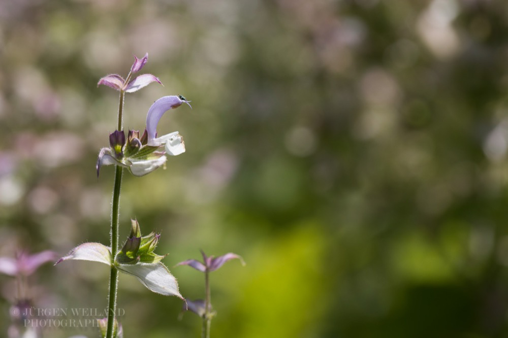 Salvia sclarea Muskateller-Salbei Clary 3.jpg