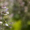 Salvia sclarea Muskateller-Salbei Clary 3.jpg
