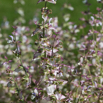 Salvia sclarea Muskateller-Salbei Clary.jpg