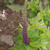 Teucrium hyrcanicum  Kaukasus Gamander Caucasian Germander.jpg