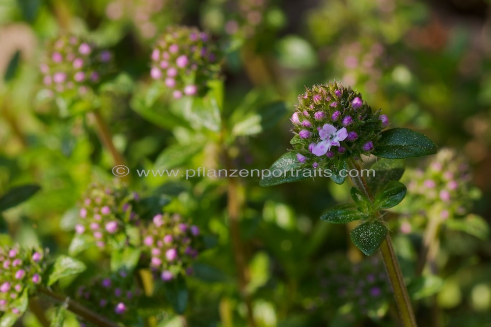 Thymus vulgaris Thymian Thyme.jpg