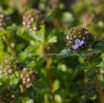 Thymus vulgaris Thymian Thyme.jpg