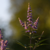 Vitex agnus castus Moenchspfeffer Chaste Tree.jpg