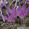 Colchicum agrippinum Herbstzeitlose Naked Ladies 2.jpg