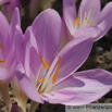 Colchicum autumnale Herbst-Zeitlose Naked Ladies 2.jpg