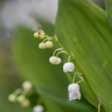 Convallaria majalis MaigloeckchenLily of the Valley.jpg