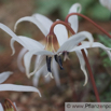 Erythronium dens-canis Europaeischer Hundszahn Dogs Tooth Violet 2.jpg