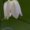 Fritilaria meleagris Schachblume Chess flower.jpg