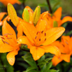 Lilium bulbiferum Feuerlilie_.jpg