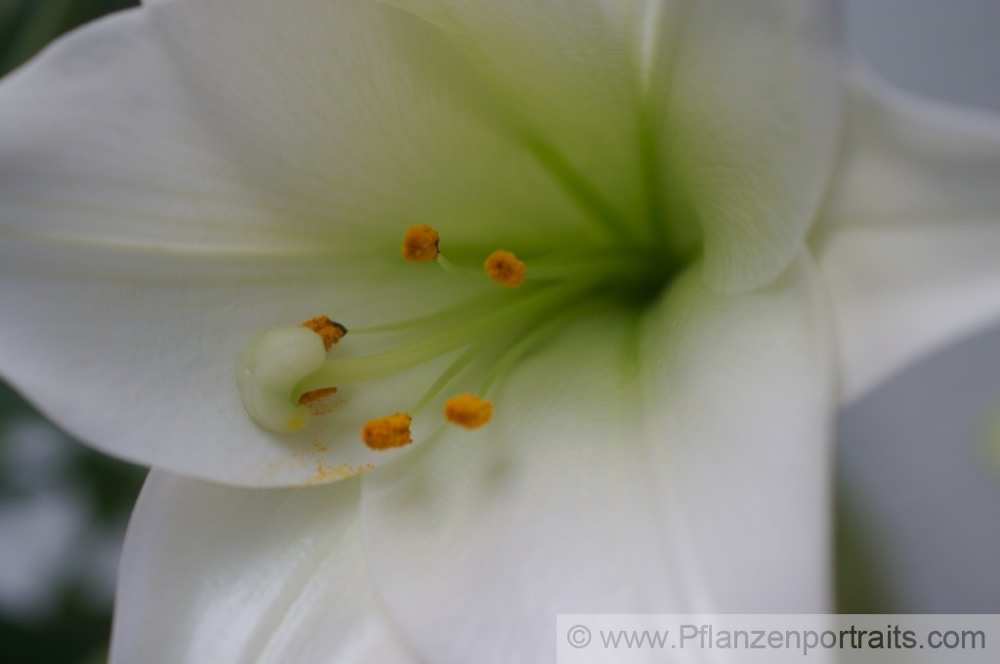 Lilium candidum Madonnen Lilie White Lily 2.jpg