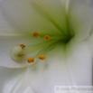 Lilium candidum Madonnen Lilie White Lily 2.jpg