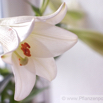 Lilium candidum Madonnen Lilie White Lily.jpg