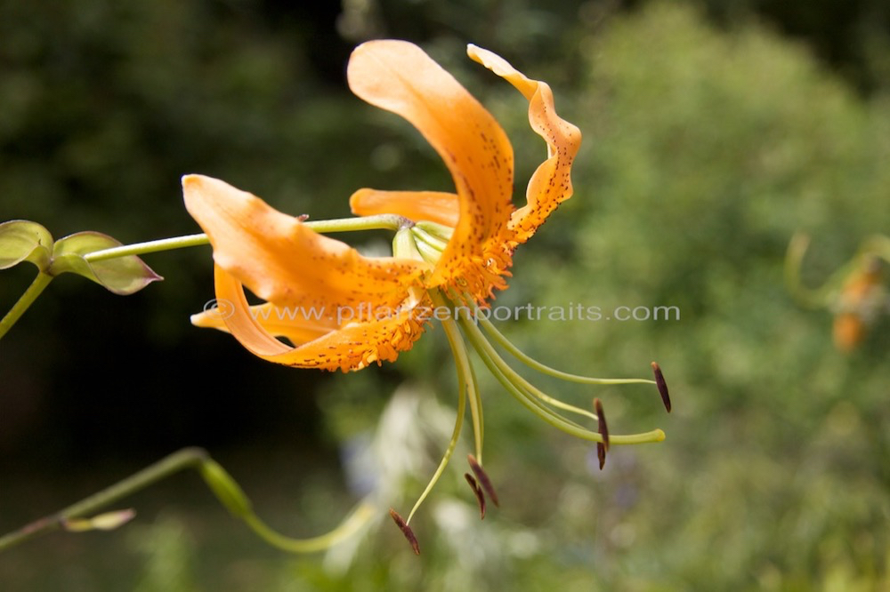 Lilium lancifolium tigrinum Tigerlilie Tiger lily 2.jpg