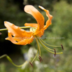 Lilium lancifolium tigrinum Tigerlilie Tiger lily 2.jpg