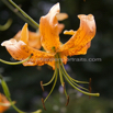 Lilium lancifolium tigrinum Tigerlilie Tiger lily.jpg