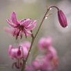 Lilium Martagon Tuerkenbundlilie.jpg