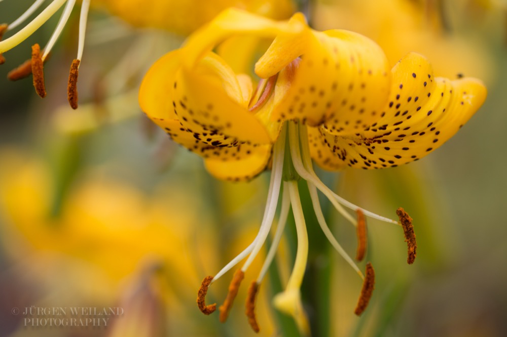 Lilium pyrenaicum Pyrenaeen Lilie_.jpg