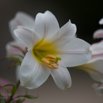 Lilium regale Königs-Lilie Regal Lily 2.jpg