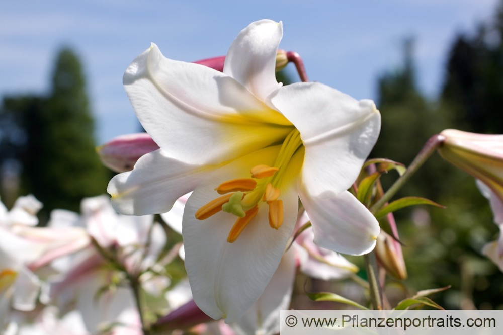 Lilium regale Königs-Lilie Regal Lily.jpg