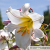 Lilium regale Königs-Lilie Regal Lily.jpg