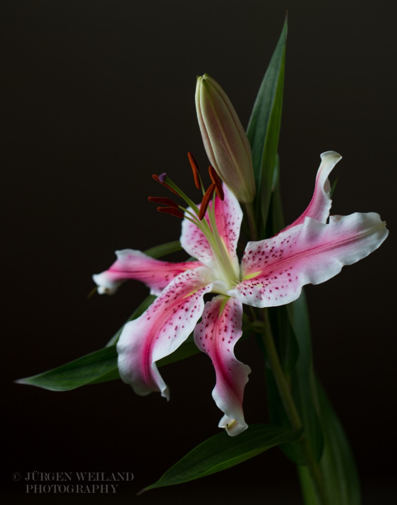 Lilium speciosum Prachtlilie Japanese Lily.jpg