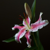 Lilium speciosum Prachtlilie Japanese Lily.jpg