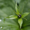 Paris quadrifolia Vierblaettrige Einbeere Herb Paris 2.jpg